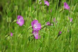 Obrazek przedstawia zielona trawę, w której znajduje sie kilka fioletowych kwiatków zwanych kąkol polny